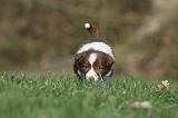 BORDER COLLIE 802
